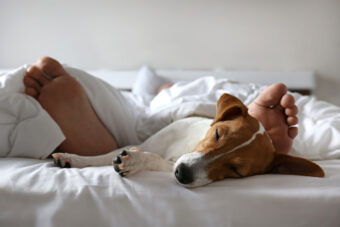 Sovande person och hund