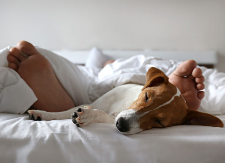 Sovande person och hund
